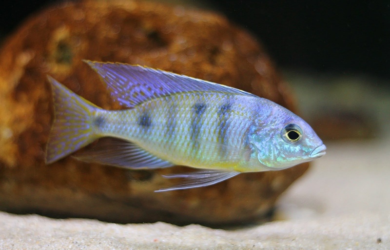 Mylochromis ericotaenia 'Manda'